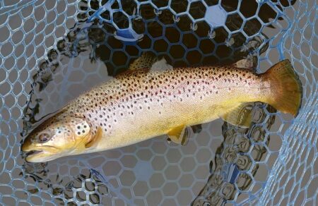 フライメインでルアーを少し ～岡崎トラウトポンド～